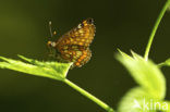 Roodbonte parelmoervlinder (Euphydryas maturna)