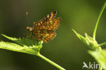 Roodbonte parelmoervlinder (Euphydryas maturna)