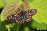 Roodbonte parelmoervlinder (Euphydryas maturna)