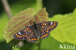 Roodbonte parelmoervlinder (Euphydryas maturna)