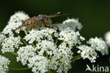 Roodbonte parelmoervlinder (Euphydryas maturna)