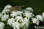 Roodbonte parelmoervlinder (Euphydryas maturna)