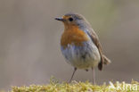 European Robin (Erithacus rubecula)