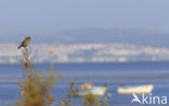 European Stonechat (Saxicola rubicola)