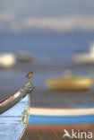 European Stonechat (Saxicola rubicola)