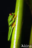 Roodoogmakikikker (Agalychnis callidryas)