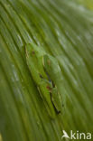Roodoogmakikikker (Agalychnis callidryas)