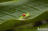 Roodoogmakikikker (Agalychnis callidryas)