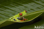 Roodoogmakikikker (Agalychnis callidryas)