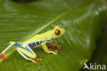 Roodoogmakikikker (Agalychnis callidryas)