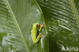 Roodoogmakikikker (Agalychnis callidryas)