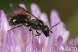 Roodpootgroefbij (Lasioglossum rufitarse)