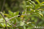 Rufous-tailed Hummingbird (Amazilia tzacatl)