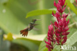 Rufous-tailed Hummingbird (Amazilia tzacatl)