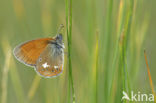 Roodstreephooibeestje (Coenonympha glycerion)