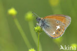 Roodstreephooibeestje (Coenonympha glycerion)