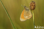 Roodstreephooibeestje (Coenonympha glycerion)