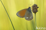 Roodstreephooibeestje (Coenonympha glycerion)