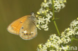 Roodstreephooibeestje (Coenonympha glycerion)