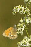 Roodstreephooibeestje (Coenonympha glycerion)