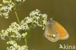 Roodstreephooibeestje (Coenonympha glycerion)