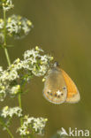 Chestnut Heath (Coenonympha glycerion)