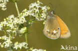 Roodstreephooibeestje (Coenonympha glycerion)