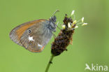 Roodstreephooibeestje (Coenonympha glycerion)