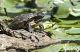 Roodwangschildpad (Trachemys scripta elegans)