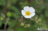 Rock Cinquefoil (Potentilla rupestris)