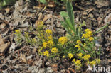 Alyssum saxatile