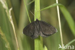 Rouwspanner (Odezia atrata)