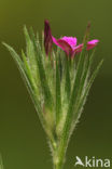 Ruige anjer (Dianthus armeria) 