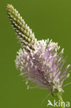 Hoary Plantain (Plantago media)