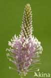 Hoary Plantain (Plantago media)