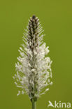 Hoary Plantain (Plantago media)