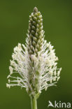 Hoary Plantain (Plantago media)