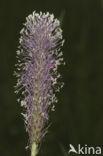 Hoary Plantain (Plantago media)