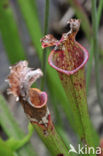 Sarracenia Stevensii