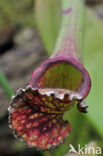 Sarracenia Stevensii