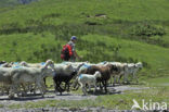 Schaap (Ovis domesticus)