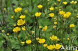 Scherpe boterbloem (Ranunculus acris)