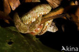 Schlechels grijpstaartslang (Bothriechis schlegelii)