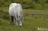 Shetland pony (Equus spp)