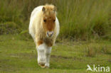 Shetland pony (Equus spp)