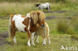 Shetland pony (Equus spp)