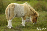 Shetland pony (Equus spp)