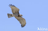 Short-toed Eagle (Circaetus gallicus)