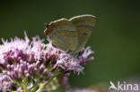 Brown Hairstreak (Thecla betulae)