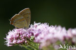 Brown Hairstreak (Thecla betulae)